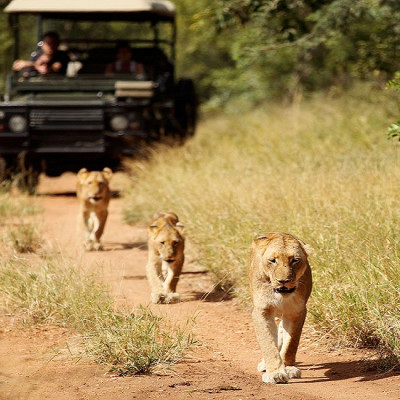 Kruger: The Best South Africa Safari Adventures