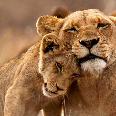 Lions Kruger South Africa Tour