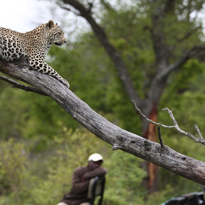 Leopard at Kruger Nationalpark South Africa