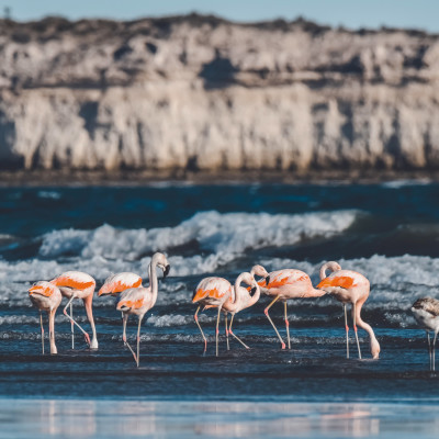 Flamingos feeding on a beach,Peninsula Valdes, Patagonia, Argentina