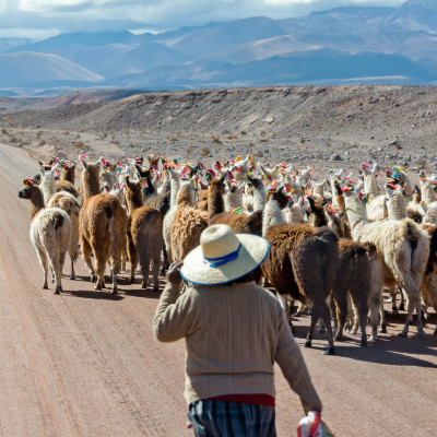 Woman herding llamas on a road near San Pedro de Atacama, Chile, South America