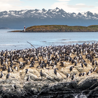 Enchanting Travels South America Tours Cormorants (sea birds) island - Beagle Channel, Ushuaia, Argentina