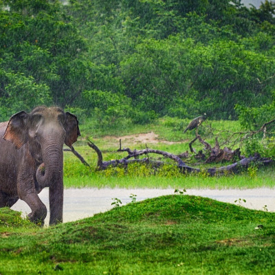 Sri Lanka Regenzeit: Elefant in sattgrüner Landschaft