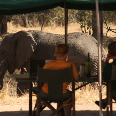 Elephant view from the tent in Tanzania