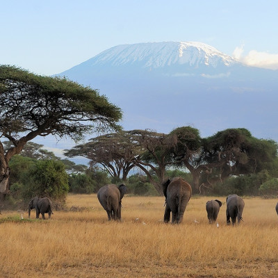 Enchanting Travels - Tanzania Tours - West Kilimanjaro - Elephant with Mount Kilimanjaro in the background