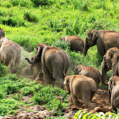 Enchanting Travels Thailand Tours Asia wild elephent at Kui - buri Nation Park, Prachuabkirikhan Province, Thailand