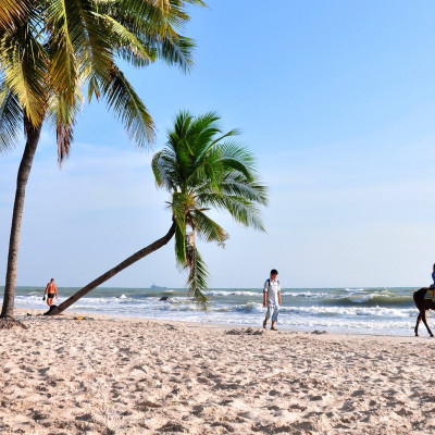 Enchanting Travels Thailand Tours Coconut palm and horse on the hua hin beach,Hua Hin beach Thailand