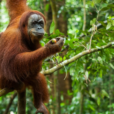 Orangutan in the wild, Sumatra, Indonesia