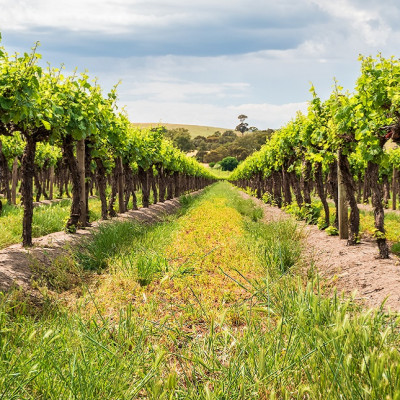 Grape vines in Barossa Valley, South Australia (1)