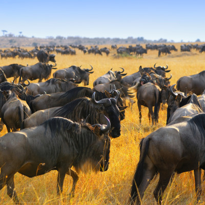 Kenya or Tanzania: Which wilderness safari is the one for you?