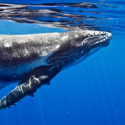 A Whale of a Good Time (…in search of Humpback Whales along Ecuador's  coast) – On The Road with Tall Guy & JET