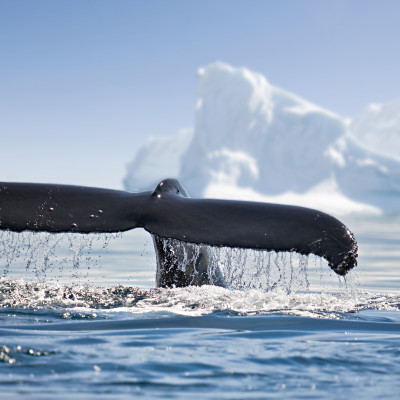 Humpbacks whale breaching jumping. Alaska