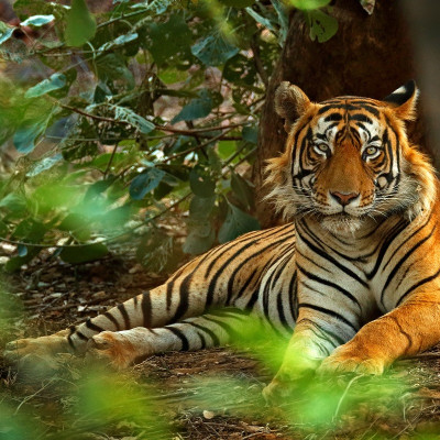 Tiger Safari in India and the Taj Mahal