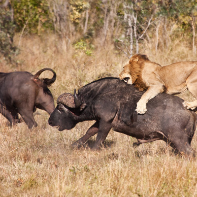 Secret Southern Tanzania: Safari and Wildlife