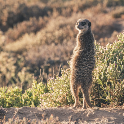 South Africa and Lesotho: Landscapes and Wildlife