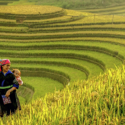 Mother and baby were walking in a symbol of Mu cang chai rice terraces Vietnam