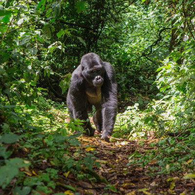 Classic Uganda Safari: Gorillas, Mountains and Great Lakes