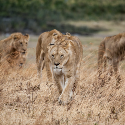 Ngorongoro Crater, Tanzania
