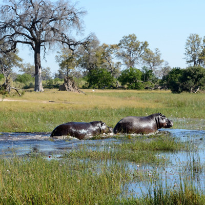 Zimbabwe and Botswana: From Victoria Falls to Okavango Delta