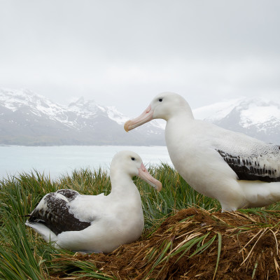 Things to do in Antarctica