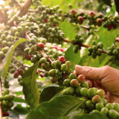 Colombian coffee beans