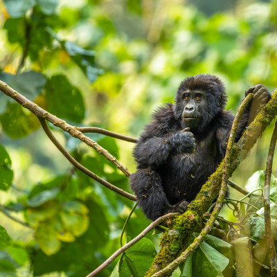 Kenya and Uganda Safari Tour: Big Five and Gorilla Trekking