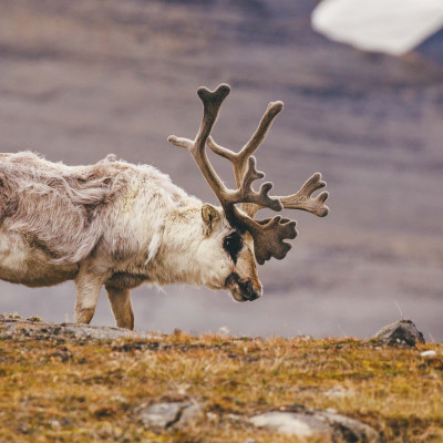 Arktische Saga: Färöer, Jan Mayen & Spitzbergen
