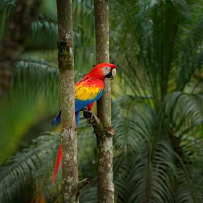 Panama Tour - Macaw