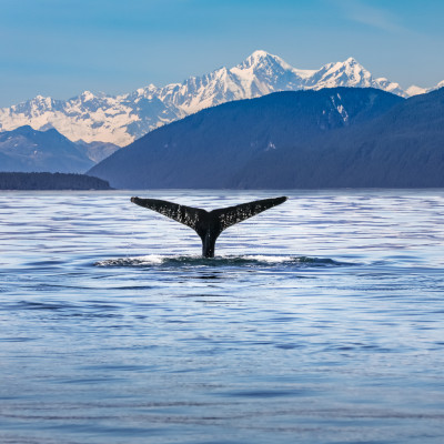 Scenic Alaskan landscape with a whale tail in the foreground