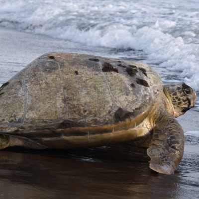 Enchanting Travels - Sea turtle diggin in the sand to put her eggs on August 2010, in Tortuguero National Park, Costa