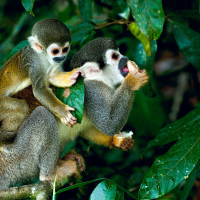 Iconic & Unique Peru