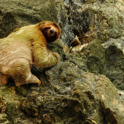 Three-toed Sloth, Bradypus variegatus in Manuel Antonio National Park in Costa Rica