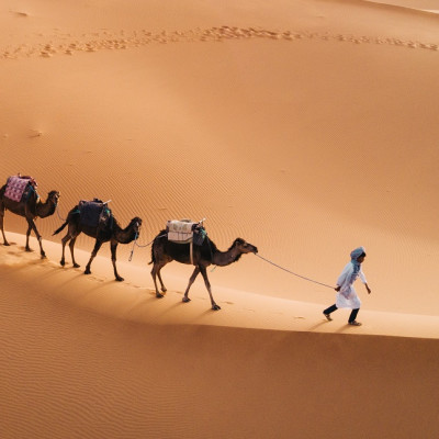 Tuareg with camels walk thru the desert on the western part of The Sahara Desert in Morocco. The Sahara Desert is the world's largest hot desert.