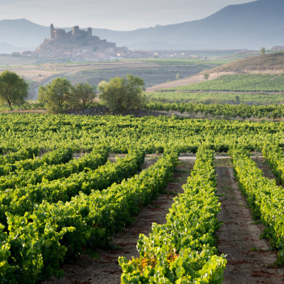 Vineyard and San Vicente de la Sonsierra as background, La Rioja (Spain)