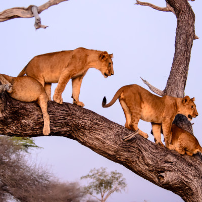 Secret Southern Tanzania: Safari and Wildlife
