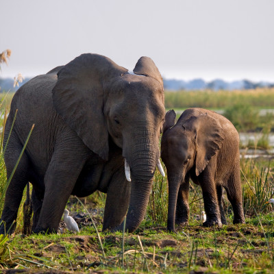 Elephants in Zambezi River