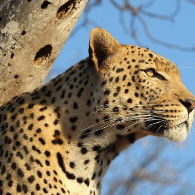 Leopard auf einem Baum im Krüger Nationalpark