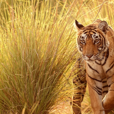 Experience tiger safari india with Enchanting Travels