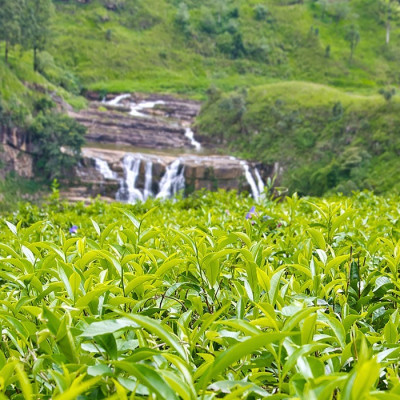 Hatton in Sri Lanka: Wasserfälle und Teeplantagen