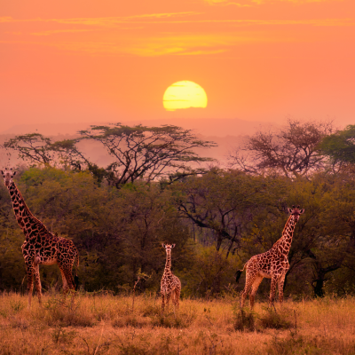 Serengeti & Migration Magic » Wildlife Safari