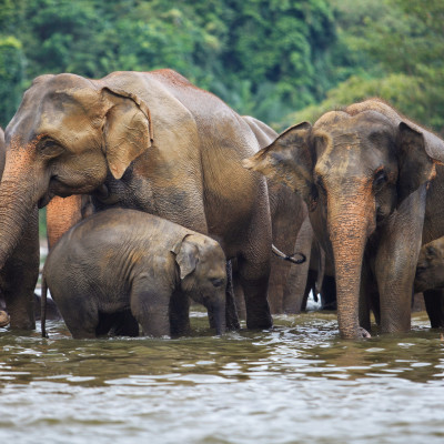 elephant family in water, Pinnawala, Sri Lanka, Asia, shutterstock_107817812