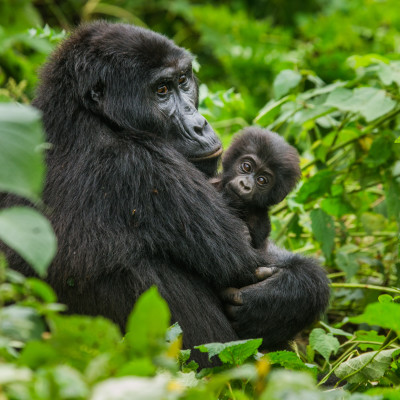 female mountain gorilla with a baby. Uganda. Bwindi Impenetrable Forest National Park