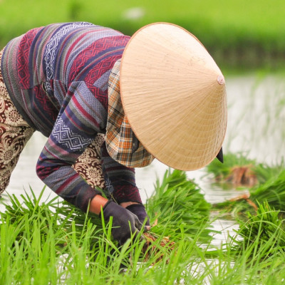 Vietnam women working in the rice green field in summer season at Hoi an