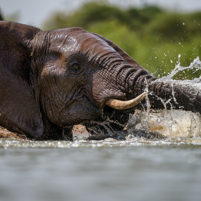 Südafrika: Garden Route, Kapstadt und Madikwe Wildschutzgebiet