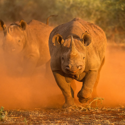 Südafrika: Garden Route, Kapstadt und Madikwe Wildschutzgebiet