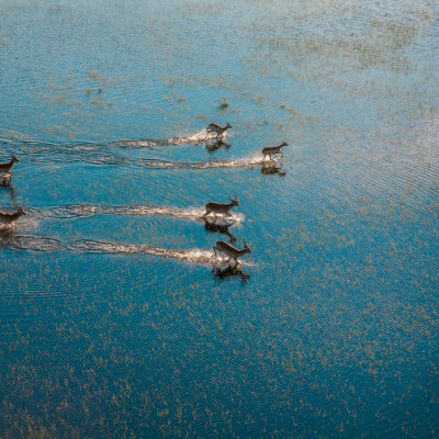 Aerial view of antelopes running across flooded grasslands, Okavango Delta, Moremi Game Reserve, Botswana