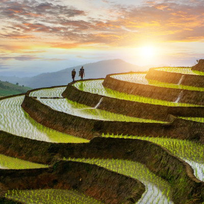 Rice terraces in Thailand