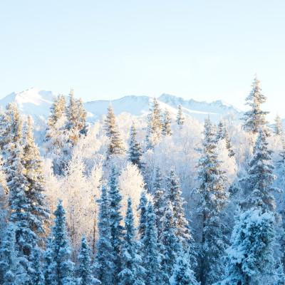 View of Alaskan Forst in Winter