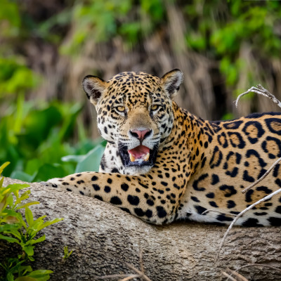 Brazil: Pantanal & Amazon