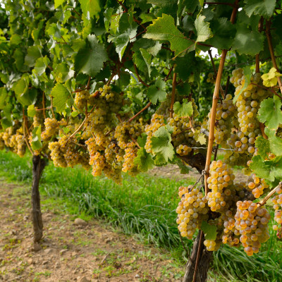 Weinreben in der Weinbauregion Niagara on the Lake Ontario